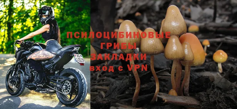 Галлюциногенные грибы Magic Shrooms  купить наркотик  Приозерск 